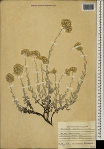 Cladochaeta candissima (M. Bieb.) DC., Caucasus, Azerbaijan (K6) (Azerbaijan)