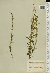 Silene tatarica (L.) Pers., Eastern Europe, Central forest-and-steppe region (E6) (Russia)