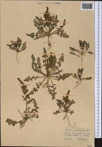 Spinacia oleracea subsp. turkestanica (Iljin) Del Guacchio & P. Caputo, Middle Asia, Kopet Dag, Badkhyz, Small & Great Balkhan (M1) (Turkmenistan)