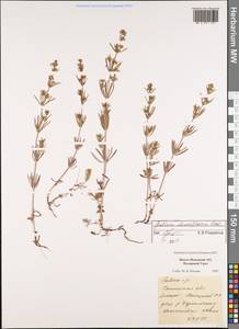 Galium verum subsp. verum, Siberia, Western Siberia (S1) (Russia)