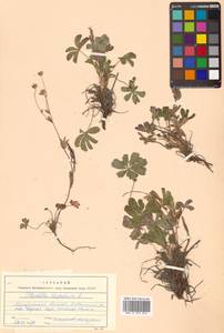 Potentilla stipularis L., Siberia, Chukotka & Kamchatka (S7) (Russia)