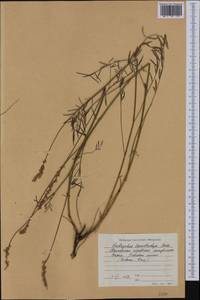 Onobrychis arenaria subsp. lasiostachya (Boiss.)Hayek, Western Europe (EUR) (Bulgaria)