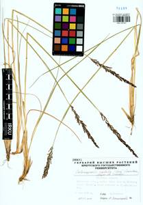 Calamagrostis stricta (Timm) Koeler, Siberia, Baikal & Transbaikal region (S4) (Russia)