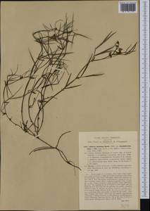 Lathyrus linifolius (Reichard)Bassler, Western Europe (EUR) (Italy)