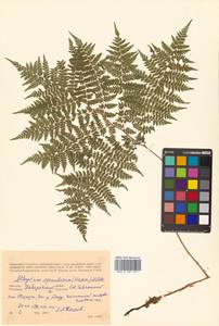 Athyrium spinulosum (Maxim.) Milde, Siberia, Russian Far East (S6) (Russia)