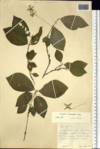 Euonymus macropterus Rupr., Siberia, Russian Far East (S6) (Russia)