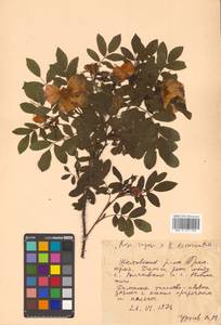 Rosa davurica × rugosa, Siberia, Russian Far East (S6) (Russia)