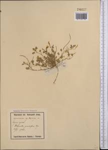 Trigonella grandiflora Bunge, Middle Asia, Syr-Darian deserts & Kyzylkum (M7) (Uzbekistan)