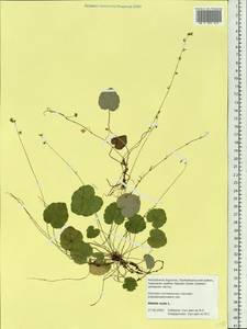 Mitella nuda L., Siberia, Baikal & Transbaikal region (S4) (Russia)