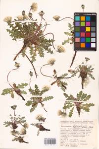Taraxacum bessarabicum (Hornem.) Hand.-Mazz., Eastern Europe, Lower Volga region (E9) (Russia)