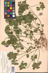 Lamium purpureum L., Eastern Europe, Moscow region (E4a) (Russia)