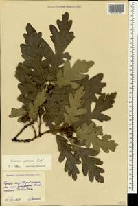 Quercus petraea (Matt.) Liebl., Crimea (KRYM) (Russia)