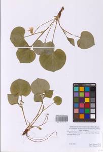 Viola mirabilis L., Eastern Europe, Moscow region (E4a) (Russia)