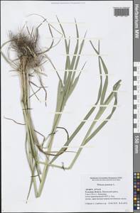 Phleum pratense L., Eastern Europe, Central region (E4) (Russia)