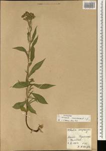Ethulia conyzoides L.f., Africa (AFR) (Mali)