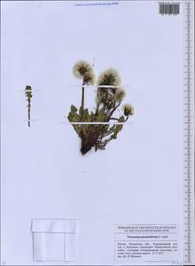 Taraxacum ungulatum (Brenner) Brenner, Eastern Europe, Middle Volga region (E8) (Russia)