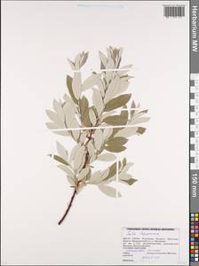 Salix lapponum L., Eastern Europe, Belarus (E3a) (Belarus)