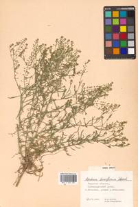 Lepidium densiflorum Schrad., Siberia, Russian Far East (S6) (Russia)