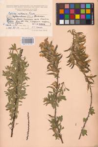 Chamaecytisus ruthenicus (Fisch. ex Woł.) Klásk., Eastern Europe, Middle Volga region (E8) (Russia)