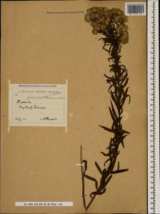 Galatella sedifolia subsp. dracunculoides (Lam.) Greuter, Caucasus, Dagestan (K2) (Russia)