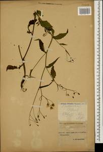 Lapsana communis subsp. intermedia (M. Bieb.) Hayek, Caucasus, Stavropol Krai, Karachay-Cherkessia & Kabardino-Balkaria (K1b) (Russia)