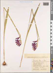 Gladiolus tenuis M.Bieb., Middle Asia, Caspian Ustyurt & Northern Aralia (M8) (Kazakhstan)
