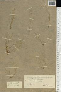 Draba verna L., Eastern Europe, Lower Volga region (E9) (Russia)