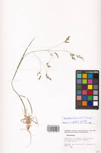 Avenella flexuosa (L.) Drejer, Middle Asia, Western Tian Shan & Karatau (M3) (Kazakhstan)