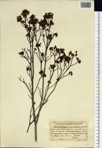 Rhododendron parvifolium Adams, Siberia, Russian Far East (S6) (Russia)