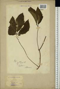 Parthenocissus quinquefolia (L.) Planch., Eastern Europe, Eastern region (E10) (Russia)