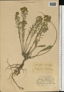 Euphorbia seguieriana Neck., Eastern Europe, North Ukrainian region (E11) (Ukraine)