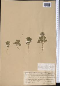 Lallemantia royleana (Benth.) Benth., Middle Asia, Syr-Darian deserts & Kyzylkum (M7) (Kazakhstan)