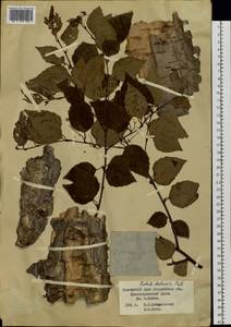 Betula davurica Pall., Siberia, Russian Far East (S6) (Russia)