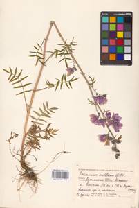 Polemonium villosum Rudolph ex Georgi, Eastern Europe, Northern region (E1) (Russia)