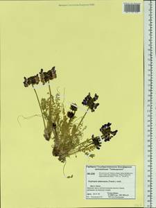 Oxytropis adamsiana (Trautv.) Jurtzev, Siberia, Central Siberia (S3) (Russia)