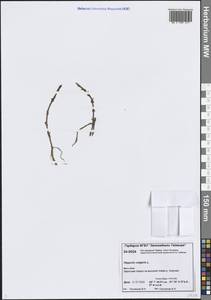 Hippuris vulgaris L., Siberia, Central Siberia (S3) (Russia)