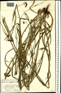 Bupleurum polyphyllum Ledeb., Caucasus, Armenia (K5) (Armenia)