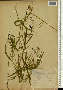 Lathyrus annuus L., South Asia, South Asia (Asia outside ex-Soviet states and Mongolia) (ASIA) (Turkey)