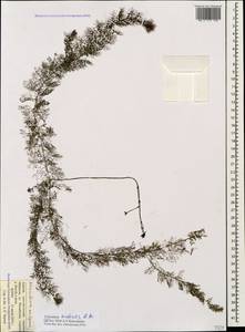 Utricularia ×australis R. Br., Caucasus, Krasnodar Krai & Adygea (K1a) (Russia)