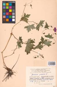 Geranium palustre L., Eastern Europe, Moscow region (E4a) (Russia)