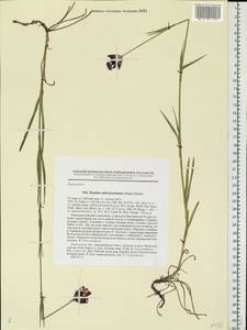 Dianthus capitatus subsp. andrzejowskianus Zapal., Eastern Europe, Central forest-and-steppe region (E6) (Russia)