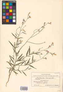 Matthiola longipetala (Vent.) DC., Eastern Europe, Moscow region (E4a) (Russia)
