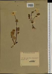 Callianthemum angustifolium Witasek, Siberia, Western (Kazakhstan) Altai Mountains (S2a) (Kazakhstan)