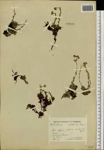 Eritrichium villosum (Ledeb.) Bunge, Siberia, Chukotka & Kamchatka (S7) (Russia)