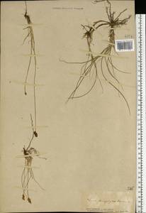 Carex stenophylla Wahlenb., Eastern Europe, South Ukrainian region (E12) (Ukraine)