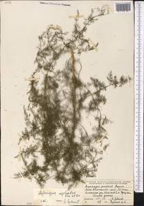 Asparagus neglectus Kar. & Kir., Middle Asia, Northern & Central Tian Shan (M4) (Kazakhstan)