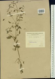 Rubia cordifolia L., Siberia, Baikal & Transbaikal region (S4) (Russia)