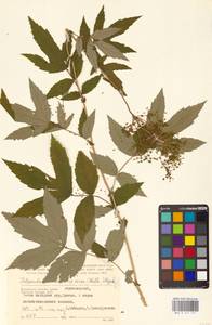 Filipendula ulmaria (L.) Maxim., Eastern Europe, Central region (E4) (Russia)