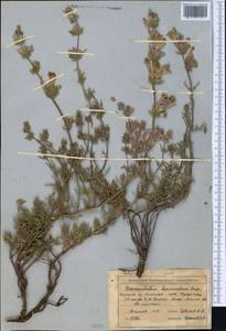 Dracocephalum bipinnatum Rupr., Middle Asia, Northern & Central Tian Shan (M4) (Kazakhstan)