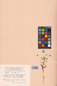Viola tricolor L., Eastern Europe, Lithuania (E2a) (Lithuania)